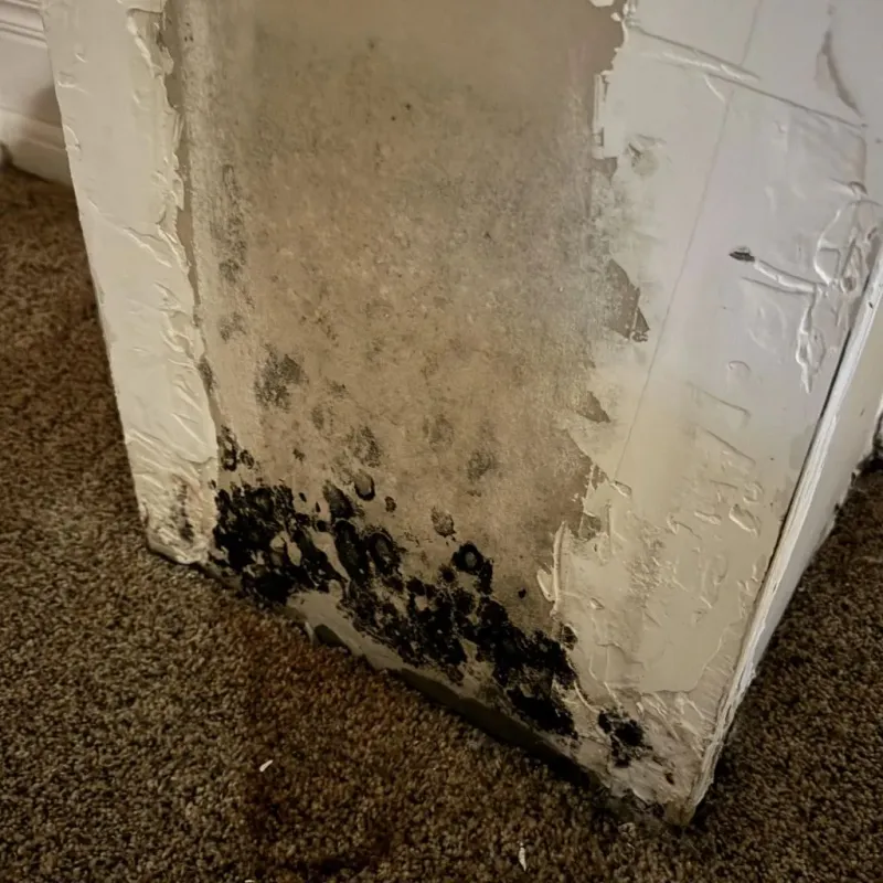 Professional Mold Removal in Thermal, CA